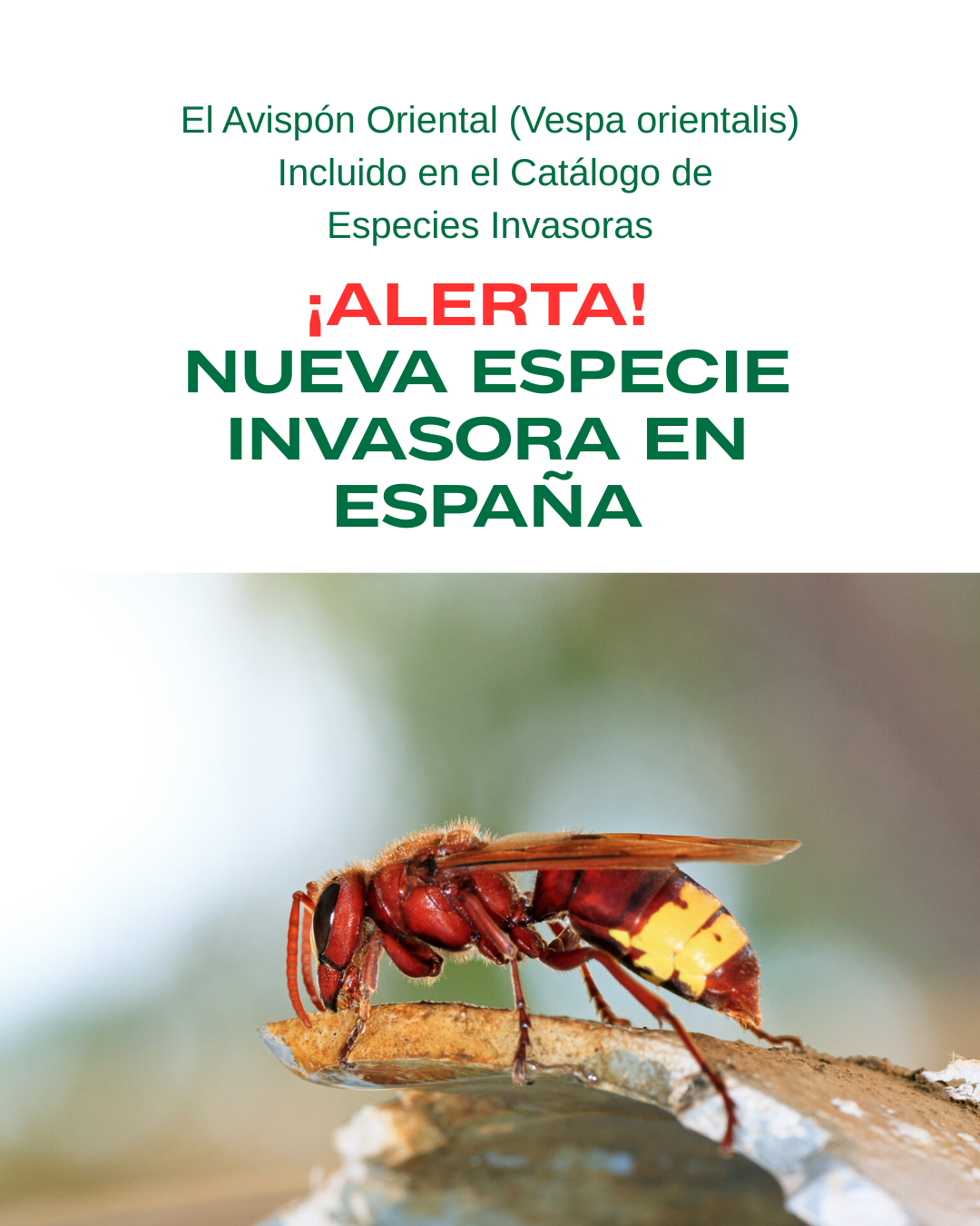 El Avispón Oriental